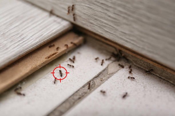 Best Termite Control Services  in Lawrenceville, GA