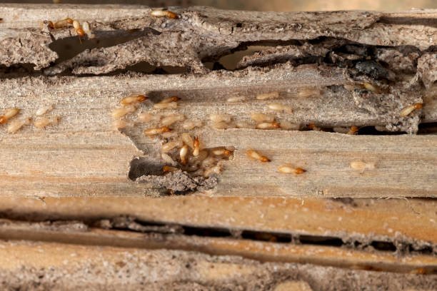 Best Affordable Pest Control Services  in Lawrenceville, GA