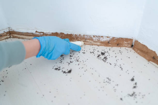 Wasp Removal Services in Lawrenceville, GA